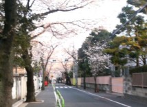 ご近所の桜並木