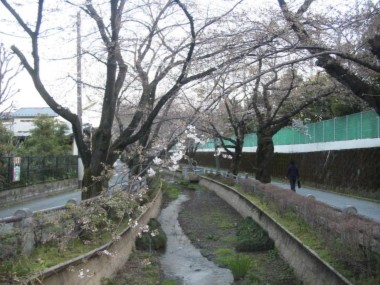 呑川の桜