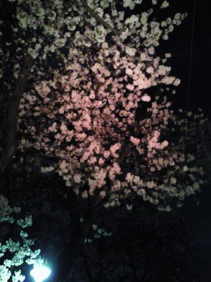 桜新町の夜桜